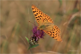 <p>PERLEŤOVEC MALÝ (Issoria lathonia) Šluknovsko - Harta ---- /Queen of Spain fritillary - Kleiner Perlmuttfalter/</p>
